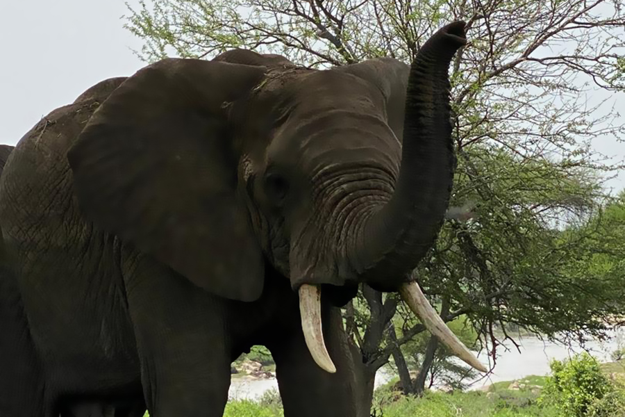 tarangire_travels_Arusha_Tanzania (9)