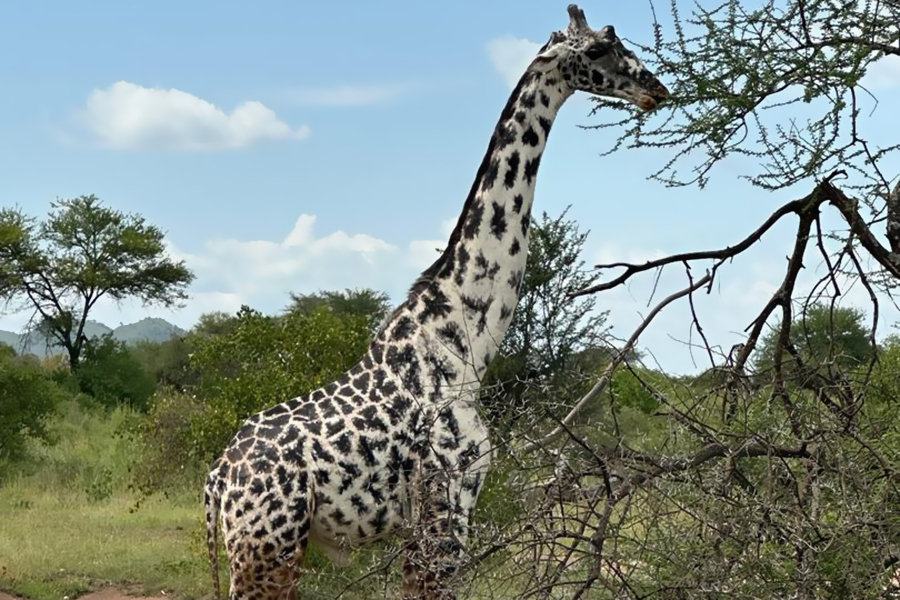 tarangire_travels_Arusha_Tanzania (17)