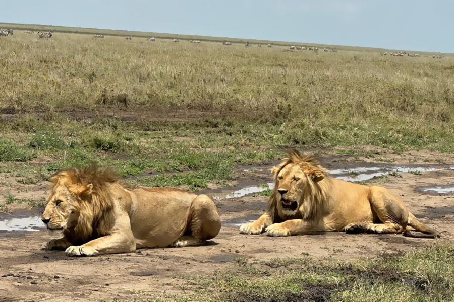 tarangire_travels_Arusha_Tanzania (20)