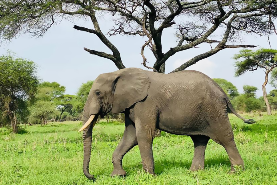 tarangire_travels_Arusha_Tanzania (3)
